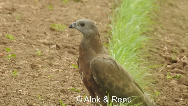 Oriental Honey-buzzard (Indomalayan) - ML201984061