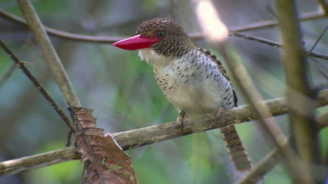 Banded Kingfisher (Banded) - ML201984311