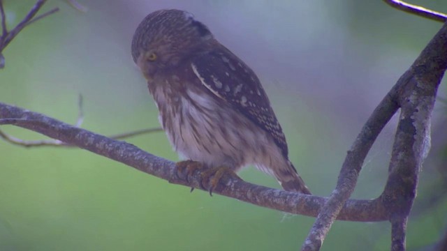 Ferruginous Pygmy-Owl (Ferruginous) - ML201984541