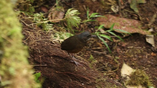 Moustached Antpitta - ML201984691