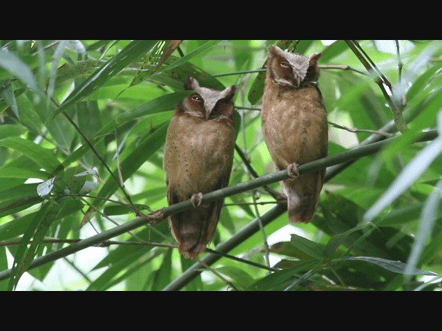 White-fronted Scops-Owl - ML201984711