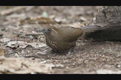 Spot-breasted Laughingthrush - ML201984721