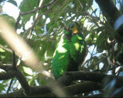 Quetzal Fúlgido - ML201984891