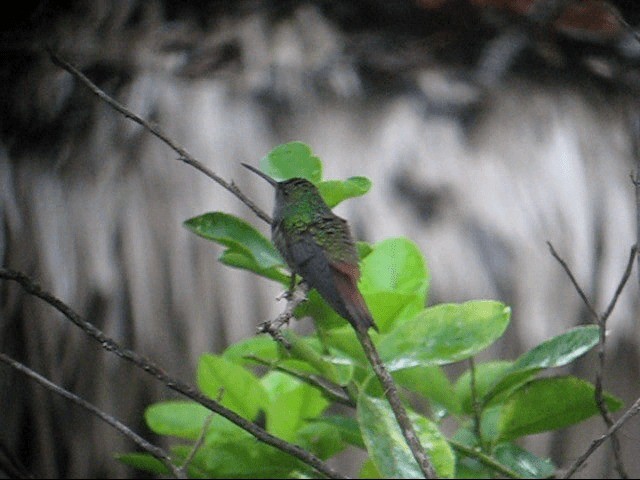 Rufous-tailed Hummingbird (Rufous-tailed) - ML201985181