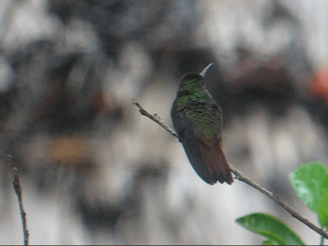 Rufous-tailed Hummingbird (Rufous-tailed) - ML201985191
