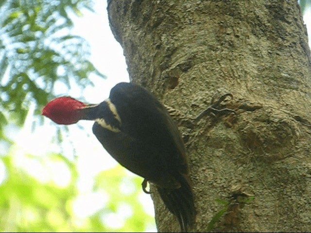 Pale-billed Woodpecker - ML201985201