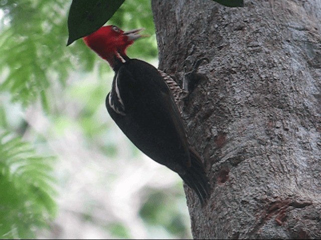 Pale-billed Woodpecker - ML201985211