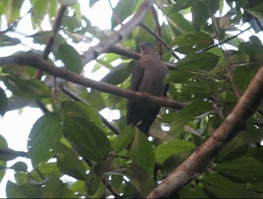 holub krátkozobý - ML201985241