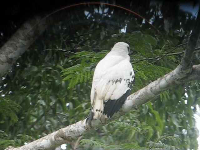 White Hawk (Snowy) - ML201985391