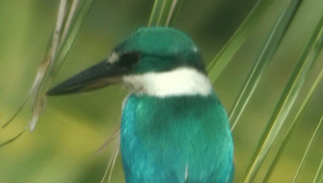 Collared Kingfisher (Collared) - ML201985621