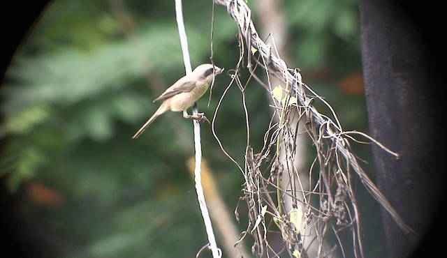 Brown Shrike (Philippine) - ML201985641