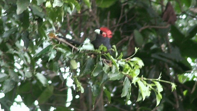 Red-crested Malkoha - ML201985681