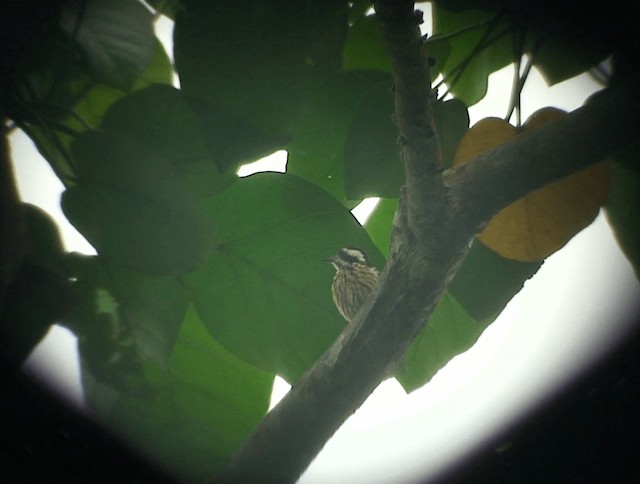 Philippine Pygmy Woodpecker - ML201985771