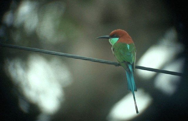 Rufous-crowned Bee-eater - ML201985781