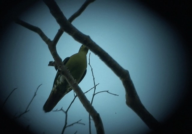 Thick-billed Green-Pigeon - ML201986011