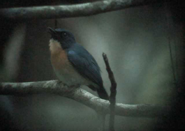 Mangrove Blue Flycatcher (Philippine) - ML201986141