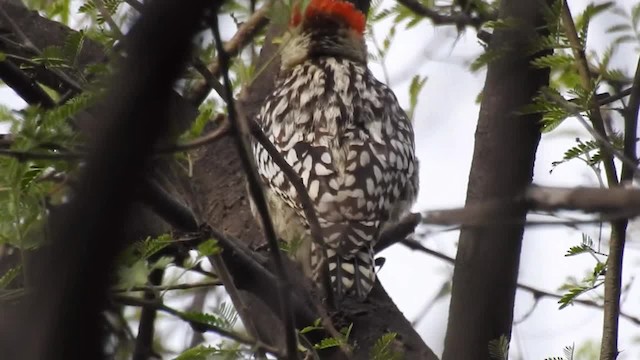 Yellow-crowned Woodpecker - ML201986411