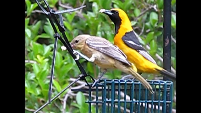 Hooded Oriole (nelsoni Group) - ML201986571