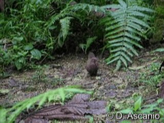  - Ruddy Pigeon (Ruddy)