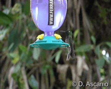 Colibri à poitrine violette - ML201986881