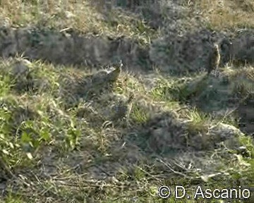 Crested Bobwhite (Crested) - ML201987121