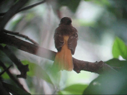 Tropical Royal Flycatcher (Northern) - ML201987191