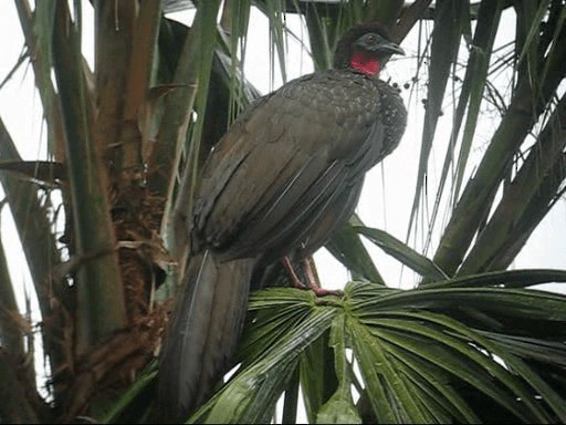 Crested Guan - ML201987221
