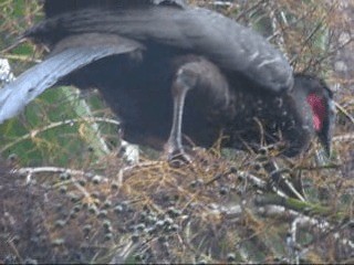 Crested Guan - ML201987231