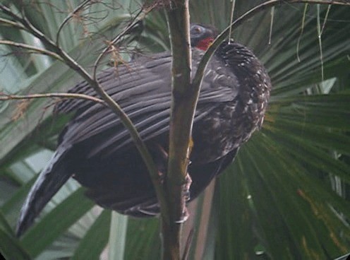 Crested Guan - ML201987241