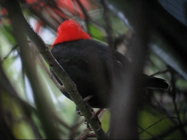 Red-capped Manakin - ML201987261