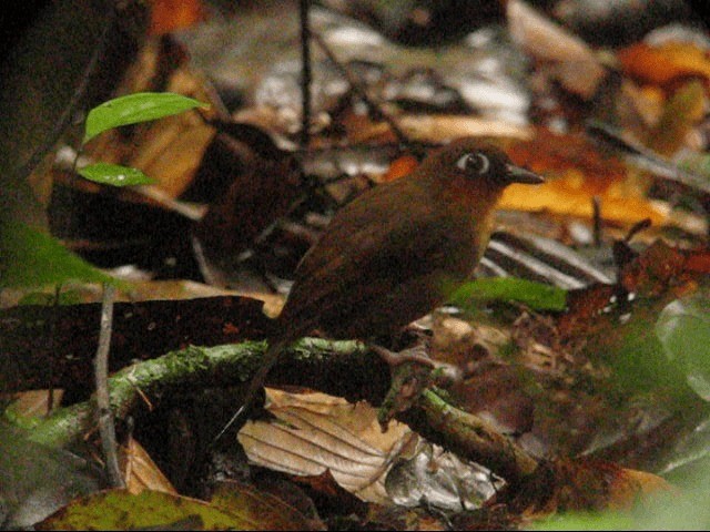 Rufous-throated Antbird - ML201987691