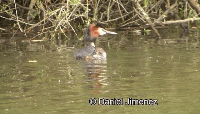 Great Crested Grebe - ML201988071