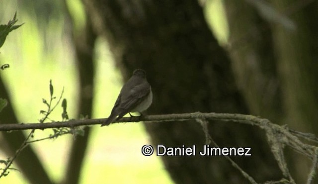 Spotted Flycatcher (Spotted) - ML201988121