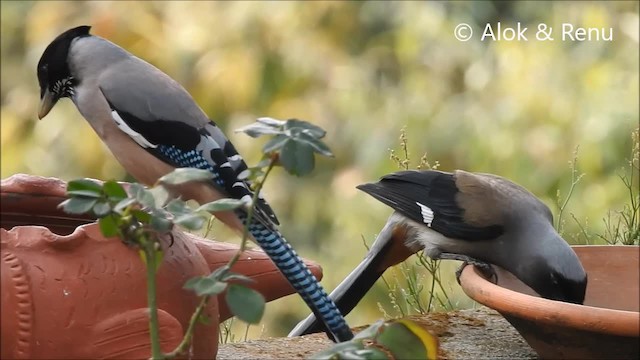  - Black-headed Jay
