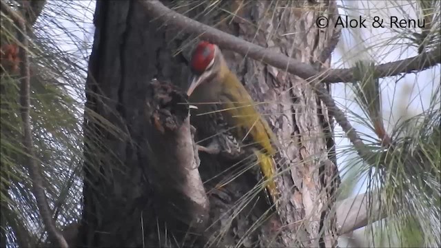Scaly-bellied Woodpecker - ML201988771