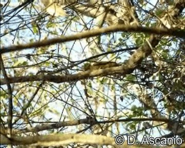 Golden-green Woodpecker (Gold-throated) - ML201989351