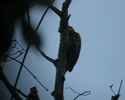 Yellow-throated Woodpecker - ML201989481