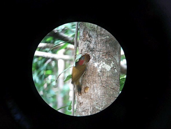 Golden-olive Woodpecker (Golden-olive) - ML201989801