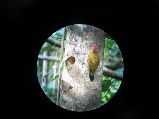 Golden-olive Woodpecker (Golden-olive) - ML201989811