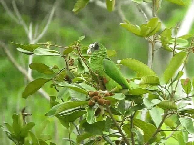 Hispaniolan Parrot - ML201990051