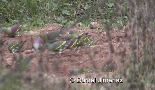 Wedge-tailed Green-Pigeon - ML201990291