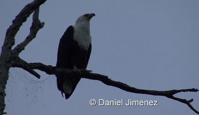 African Fish-Eagle - ML201990321