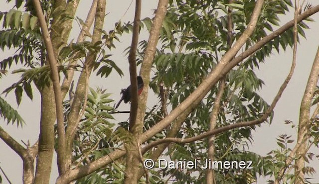 Double-toothed Barbet - ML201990451