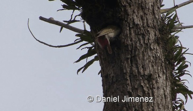African Gray Woodpecker (Gray) - ML201990461
