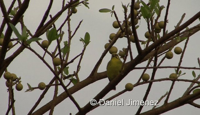 Yellow-fronted Canary - ML201990521
