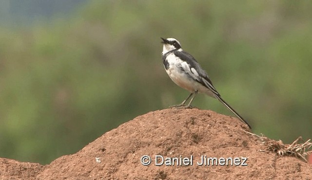 African Pied Wagtail - ML201990541