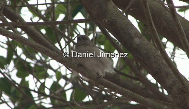 Northern Gray-headed Sparrow - ML201990601