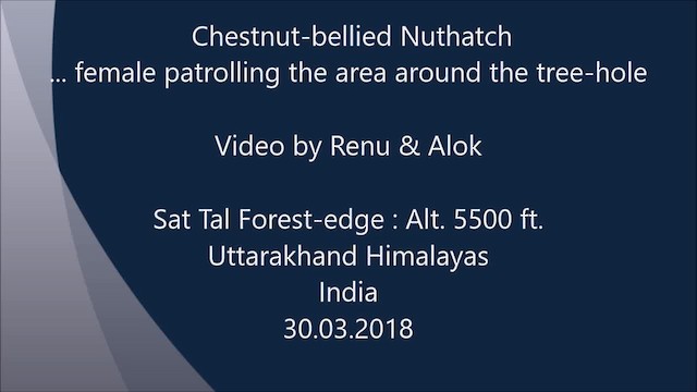 Chestnut-bellied Nuthatch - ML201990791