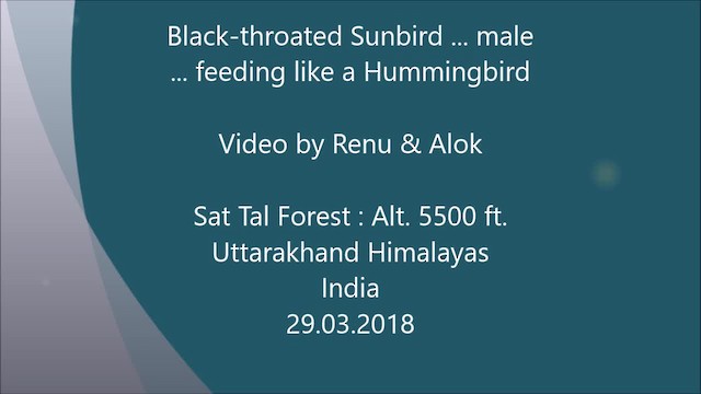 Black-throated Sunbird - ML201990811