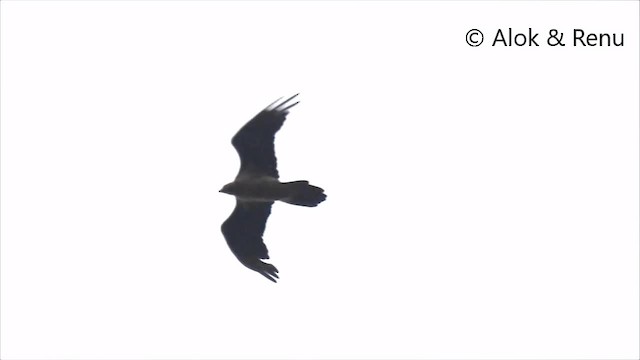 Bearded Vulture (Eurasian) - ML201990961